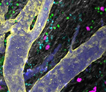 Intravital Microscopy